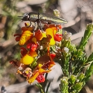 Melobasis propinqua at Bungendore, NSW - 3 Nov 2024