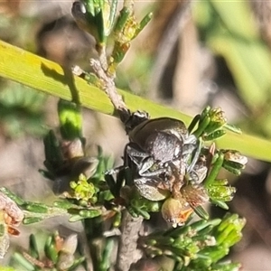 Melobasis propinqua at Bungendore, NSW - 3 Nov 2024