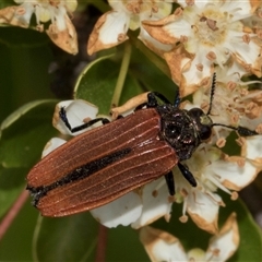 Porrostoma sp. (genus) (Lycid, Net-winged beetle) at Nicholls, ACT - 1 Nov 2024 by AlisonMilton