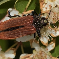 Castiarina nasuta at Nicholls, ACT - 1 Nov 2024