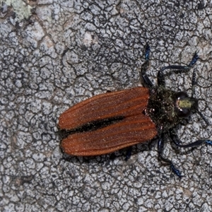 Castiarina nasuta at Nicholls, ACT - 1 Nov 2024