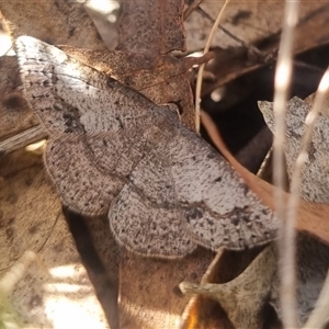 Taxeotis subvelaria at Bungendore, NSW - 3 Nov 2024