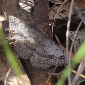 Taxeotis subvelaria at Bungendore, NSW - 3 Nov 2024