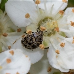 Anthrenus verbasci (Varied or Variegated Carpet Beetle) at Nicholls, ACT - 1 Nov 2024 by AlisonMilton