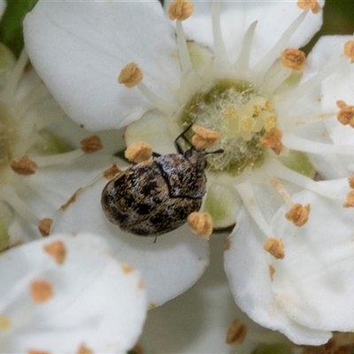 Anthrenus verbasci (Varied or Variegated Carpet Beetle) at Nicholls, ACT - 1 Nov 2024 by AlisonMilton