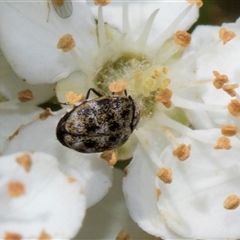 Anthrenus verbasci at Nicholls, ACT - 1 Nov 2024 12:26 PM