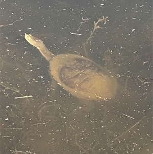 Chelodina longicollis at Bungendore, NSW - 3 Nov 2024