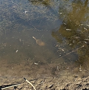 Chelodina longicollis at Bungendore, NSW - 3 Nov 2024