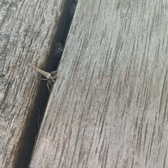 Unverified Spider by Damthatsweird