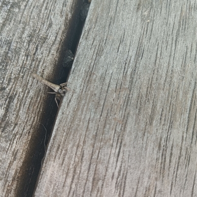 Unverified Spider by Damthatsweird