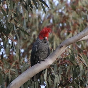 Callocephalon fimbriatum at Jerangle, NSW - 2 Nov 2024