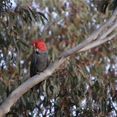 Callocephalon fimbriatum at Jerangle, NSW - 2 Nov 2024