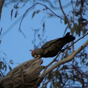 Callocephalon fimbriatum at Jerangle, NSW - 2 Nov 2024