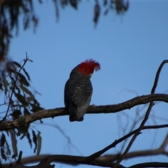 Callocephalon fimbriatum at Jerangle, NSW - 2 Nov 2024