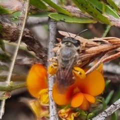 Leioproctus sp. (genus) at Bungendore, NSW - 2 Nov 2024