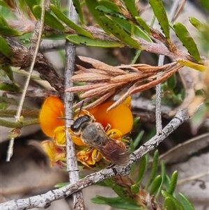 Leioproctus sp. (genus) at Bungendore, NSW - 2 Nov 2024