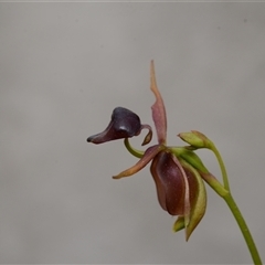 Caleana major (Large Duck Orchid) at Oallen, NSW - 2 Nov 2024 by BB23