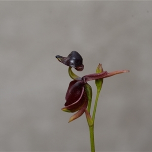 Caleana major at Oallen, NSW - suppressed