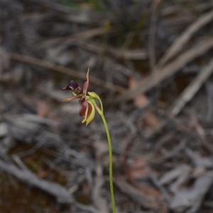 Caleana major at Oallen, NSW - 2 Nov 2024