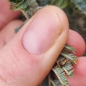 Monolepta sp. (genus) at Bungendore, NSW - suppressed