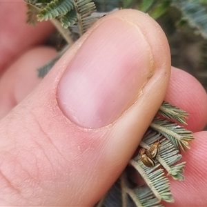 Monolepta sp. (genus) at Bungendore, NSW - suppressed