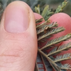 Monolepta sp. (genus) at Bungendore, NSW - suppressed