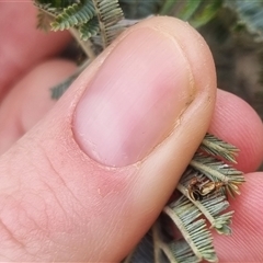 Monolepta sp. (genus) at Bungendore, NSW - suppressed