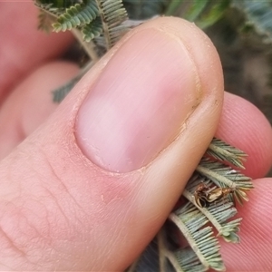 Monolepta sp. (genus) at Bungendore, NSW - suppressed