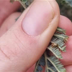 Monolepta sp. (genus) at Bungendore, NSW - suppressed