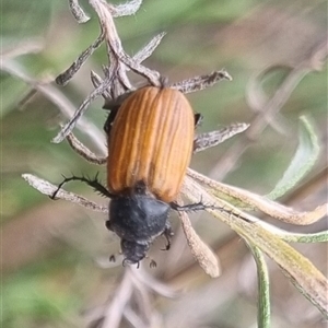 Phyllotocus rufipennis at Bungendore, NSW - suppressed