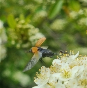 Phyllotocus rufipennis at Bungendore, NSW - suppressed