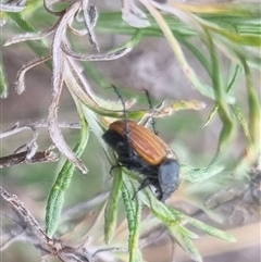 Phyllotocus rufipennis at Bungendore, NSW - suppressed