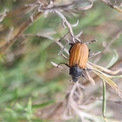 Phyllotocus rufipennis at Bungendore, NSW - 2 Nov 2024