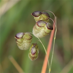 Briza maxima (Quaking Grass, Blowfly Grass) at Gundaroo, NSW - 2 Nov 2024 by ConBoekel