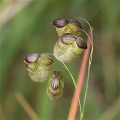 Briza maxima (Quaking Grass, Blowfly Grass) at Gundaroo, NSW - 1 Nov 2024 by ConBoekel