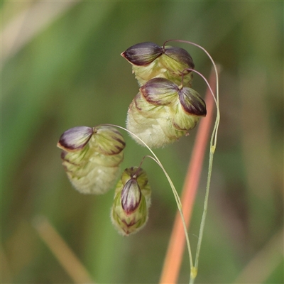 Briza maxima (Quaking Grass, Blowfly Grass) at Gundaroo, NSW - 2 Nov 2024 by ConBoekel