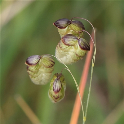 Briza maxima (Quaking Grass, Blowfly Grass) at Gundaroo, NSW - 1 Nov 2024 by ConBoekel