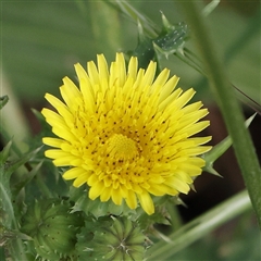 Sonchus asper (Prickly Sowthistle) at Gundaroo, NSW - 1 Nov 2024 by ConBoekel