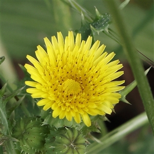 Sonchus asper at Gundaroo, NSW - 2 Nov 2024