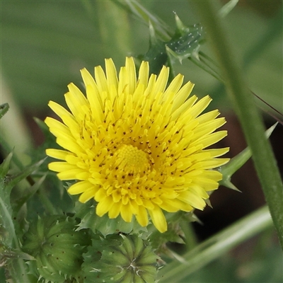 Sonchus asper (Prickly Sowthistle) at Gundaroo, NSW - 2 Nov 2024 by ConBoekel