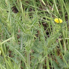 Sonchus asper at Gundaroo, NSW - 2 Nov 2024