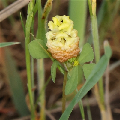 Trifolium campestre (Hop Clover) at Gundaroo, NSW - 2 Nov 2024 by ConBoekel