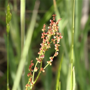 Rumex acetosella at Gundaroo, NSW - 2 Nov 2024