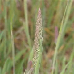 Holcus lanatus (Yorkshire Fog) at Gundaroo, NSW - 2 Nov 2024 by ConBoekel