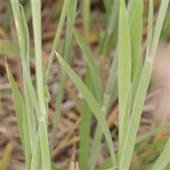 Holcus lanatus at Gundaroo, NSW - 2 Nov 2024 08:49 AM