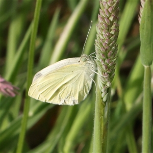 Pieris rapae at Gundaroo, NSW - 2 Nov 2024