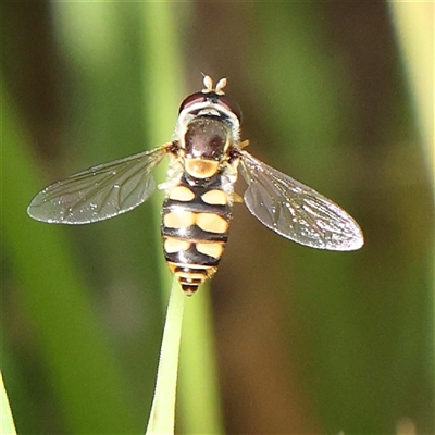 Simosyrphus grandicornis (Common hover fly) at Gundaroo, NSW - 2 Nov 2024 by ConBoekel