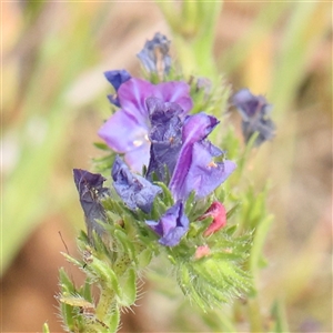 Echium plantagineum at Gundaroo, NSW - 2 Nov 2024