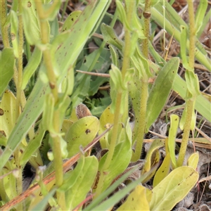 Echium plantagineum at Gundaroo, NSW - 2 Nov 2024