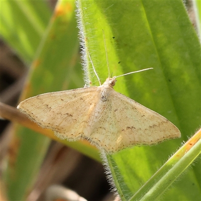 Scopula rubraria (Reddish Wave, Plantain Moth) at Gundaroo, NSW - 1 Nov 2024 by ConBoekel